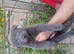 LAST BLUE GERMAN SHEPHERD PUPPY