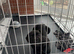 Male cane corso puppy