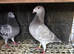 Selling 2 pigeons