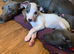 Blue kennel club registered whippet pups