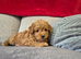 Beautiful red f1b cavapoo pups