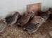 Jumbo quail for sale