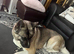 Akita female