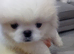 Beautiful white boy pekingnese