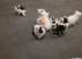 Kittens for sale
