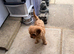 Gorgeous Cavapoo puppies 1 boy hereditary health tested clear. Ready now