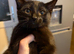Sweet and loving kittens for sale