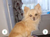 Tiny boy sud only, only 2kg
