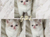 2 BEAUTIFUL GCCF EXOTIC PERSIAN KITTENS