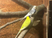 Budgies / breeding pair