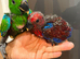 Stunning Baby Hand Rearing Eclectus Parrot