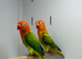 Love birds
