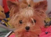 Teacup Asian Gold Dust Yorkie ONLY 1kg