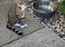 Spayed cat