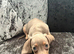 Miniature male Dachsund puppy (lovely temperment)