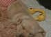 Beautiful labradors for sale 3xBoys 1xGirls