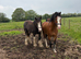 3yo Welsh c gelding