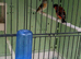 Red siskins for sale