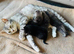 British short haired kittens