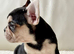 French Bulldog Puppy!