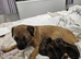BORDER TERRIER PUPPIES