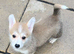 Corgi puppy girl for sale