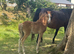 Stunning little section B colt foal