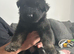 5 long hair German Shepard puppies 4 weeks and 2 days old
