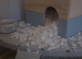Syrian hamster and cage / food/bedding
