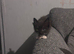 boy kitten