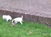 ADORABLE Jack Russell pups