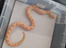 Avaliable hognoses