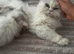 REDUCED - Longhair Scottish Fold babies