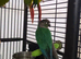 Pineapple and cinnamon green cheek conures babies