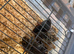 Unsexed Chinese painted quail