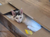 Stunning TICA Registered Maine Coon, 9 Months Old
