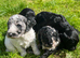 Beautiful Cockapoo Puppies