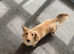 Clear Cream KC Reg Mini Dachshunds