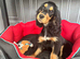 Absolutely adorable show cocker spaniel girl