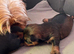 Purebred Yorkshire Terrier (Yorkie) puppies