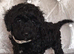 Beautiful non moulting/hypoallergenic puppies