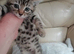 Beautiful kittens for sale