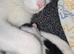 Mixed Litter Of Beautiful Kittens