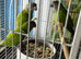 Babys Senegal parrots