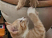 Kittens are looking for forever homes