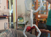 Available - very thick and large 90cm long Budgie /Cockatiel Aviary hanging down perch rope toy