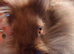 *2 LEFT*FEMALE & MALE DOUBLE MANED LIONHEAD x CASHMERE MINILOPS