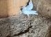 Pair of Garden Doves