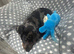 Lovely miniature dachshund