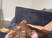 Gorgeous chocolate trio olde tyme bulldog